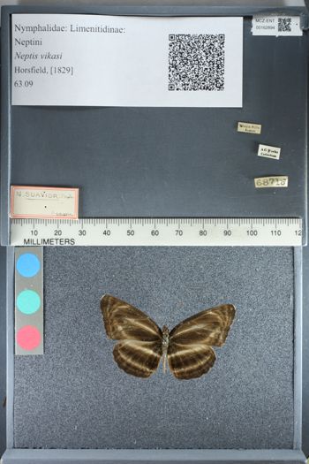 Media type: image;   Entomology 162894